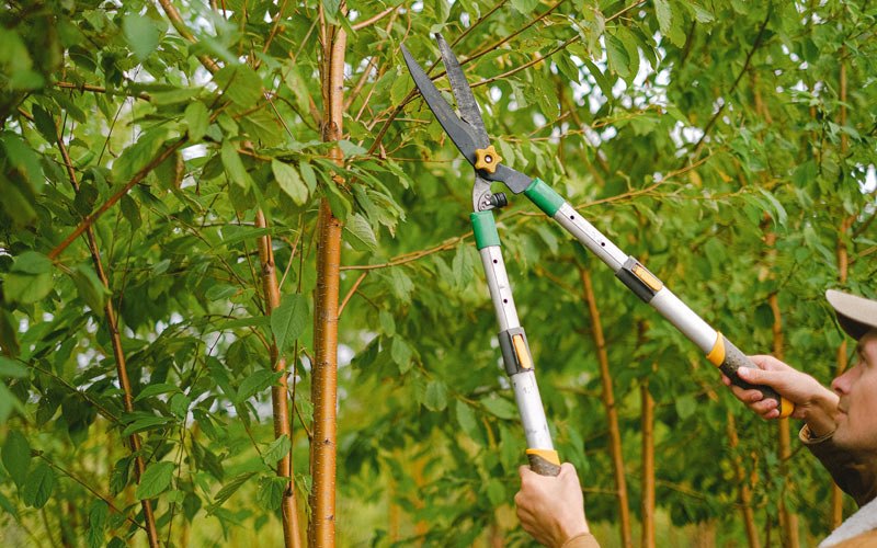 Tree trimming in Bagley, IA
